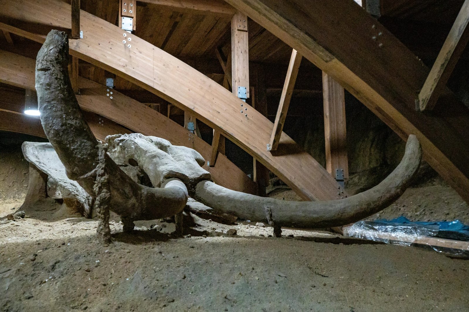 A mammoth skeleton displayed in an indoor archaeological museum setting.
